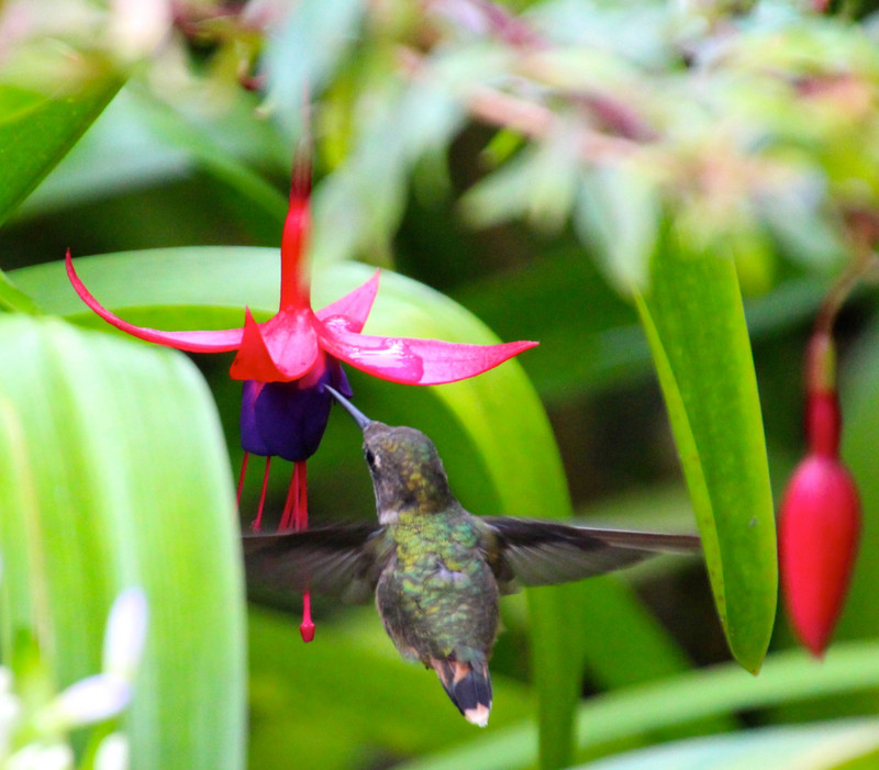 Hummingbird and Fuchsia 