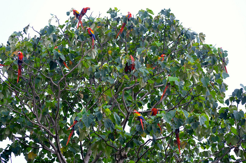 Scarlet Macaw Tree