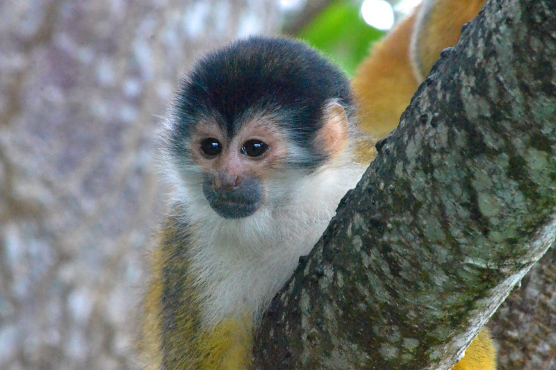 Red-backed Squirrel Monkeys