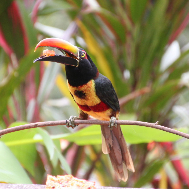 Fiery-billed Aracari | Photo