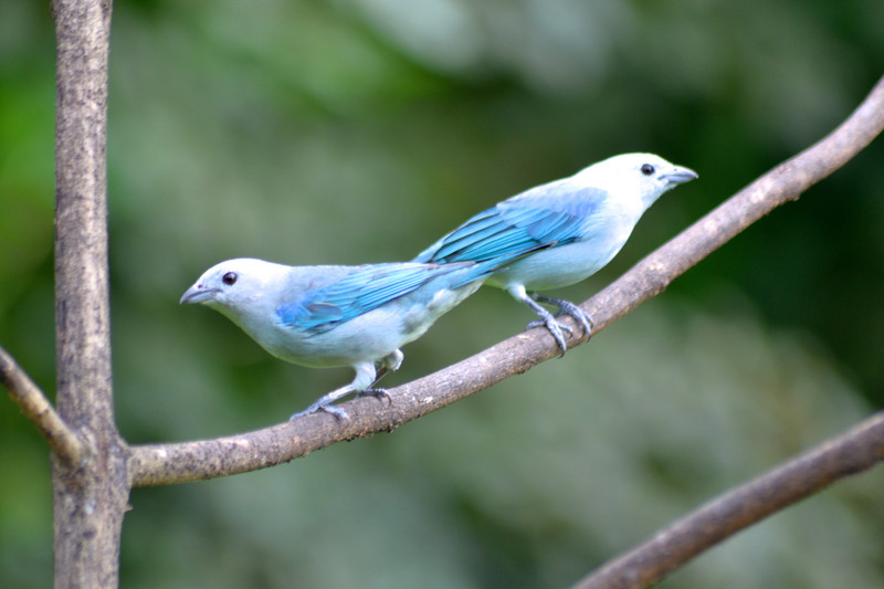 Blue Tanagers