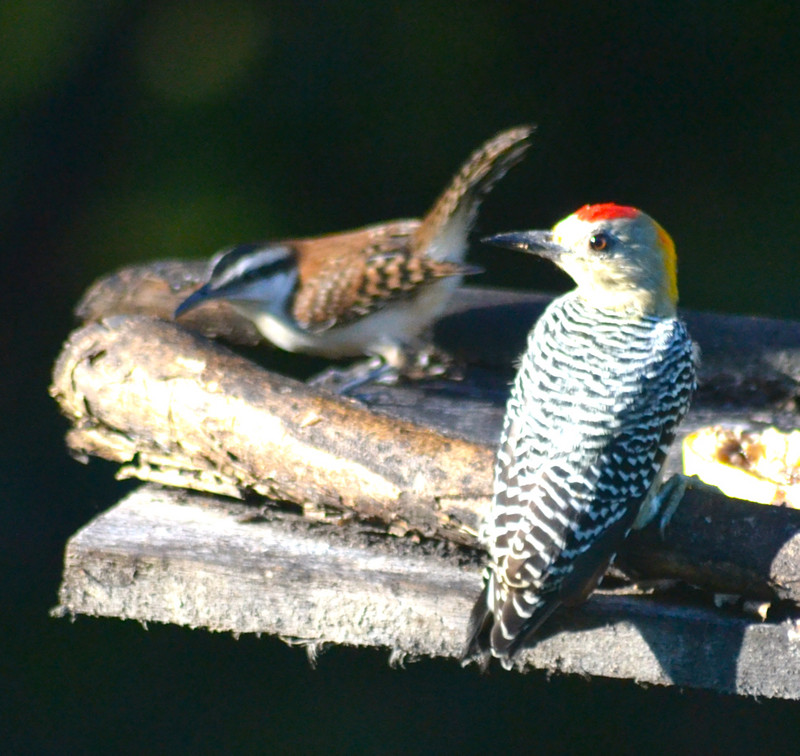 Hoffman's Woodpecker & Rufous-naped Wren