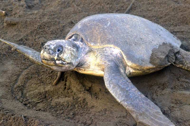 Olive Ridley Marine Turtle