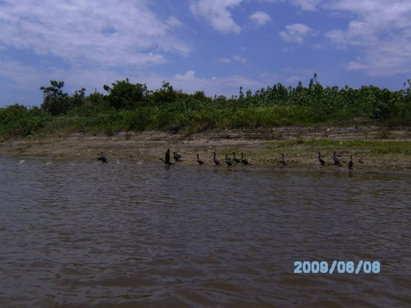 birds of the Pantanal