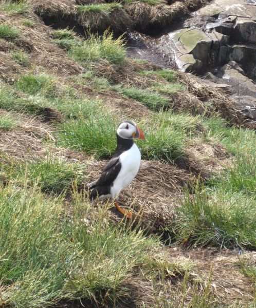 Puffin on grassy bank