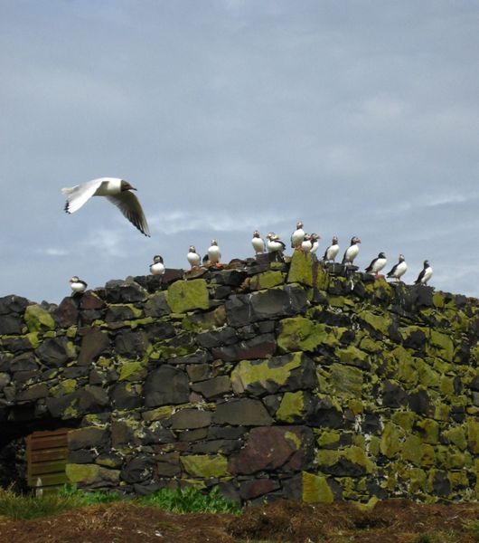 10 fat puffins sitting on the wall