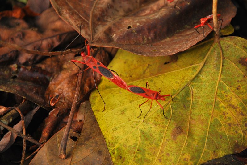 Red leaf bugs mating