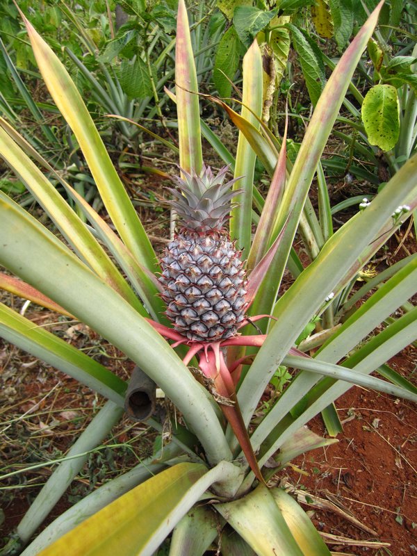 Pineapples in the happy Buddha garden