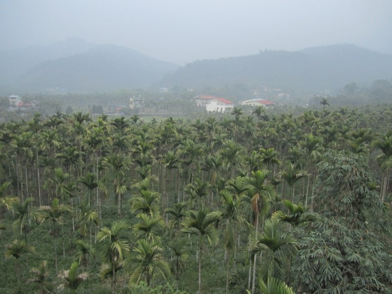 betel nut trees