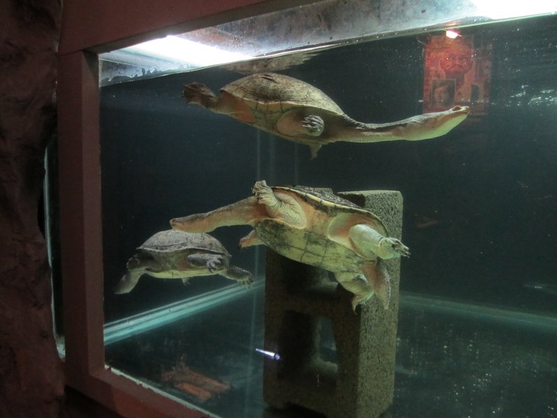 long-necked turtles