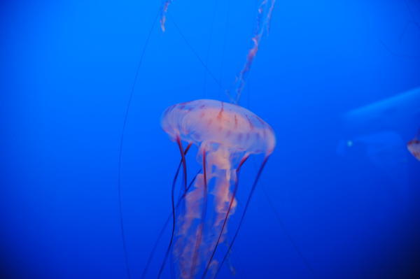 jellyfish!