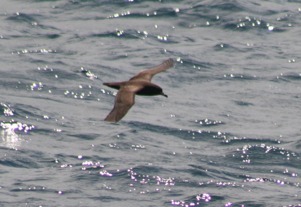 Muttonbird skimming over the waves