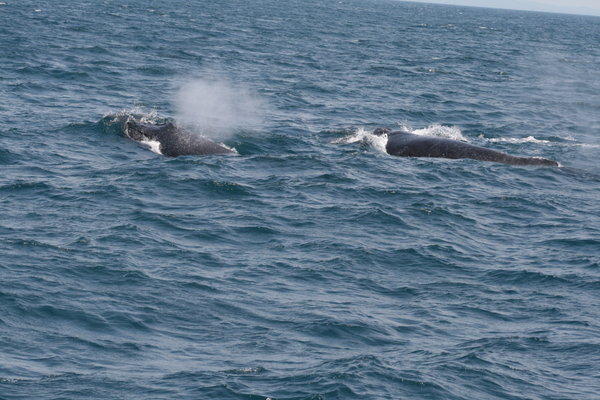 More whales