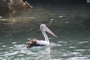 Pelican looking for fish in the harbour