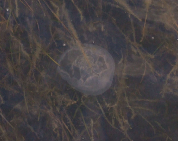 Very large jellyfish