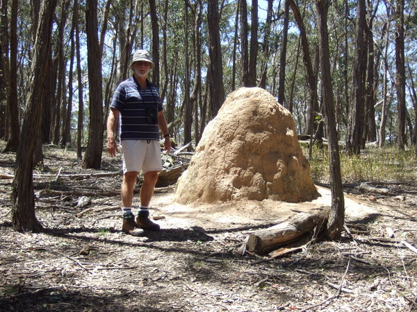 Huge Termite Nest