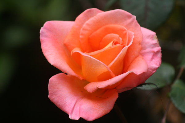 Huge and fragrant rose in the back garden
