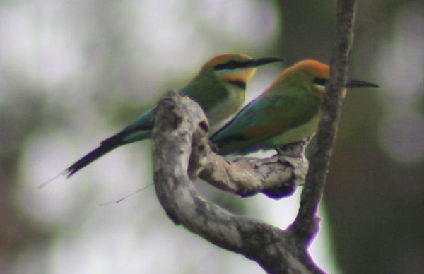 What a surprise to see these rainbow bee-eaters