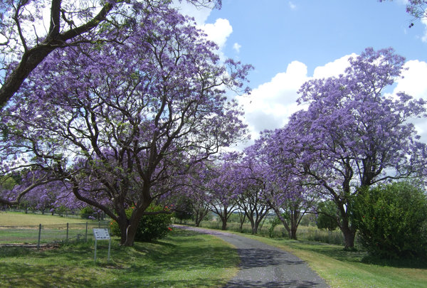 Beautiful avenue of Jacaranda trees