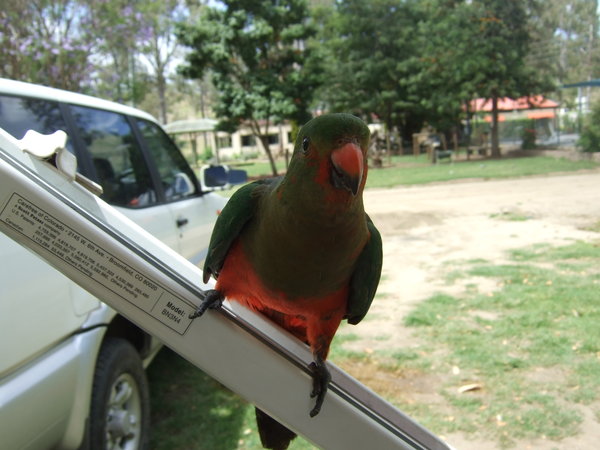 Female King Parrot came to say hello