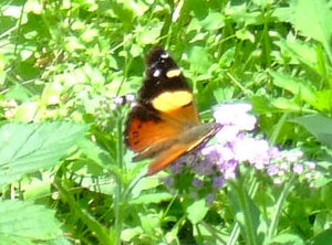 One of the many wonderful butterflies that live in Cania Gorge