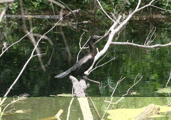 Cormorant fishing in the creek