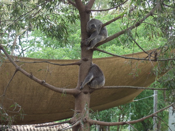 Sleepy koalas in the zoo