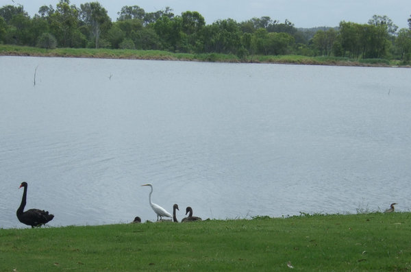 Lucky to get a family of black swans, egret and a darter all in the same photo
