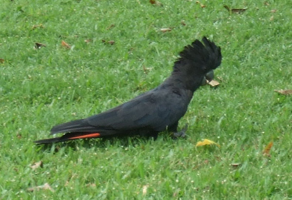 Spectacular Red-Tailed Black Cockatoo in the gardens
