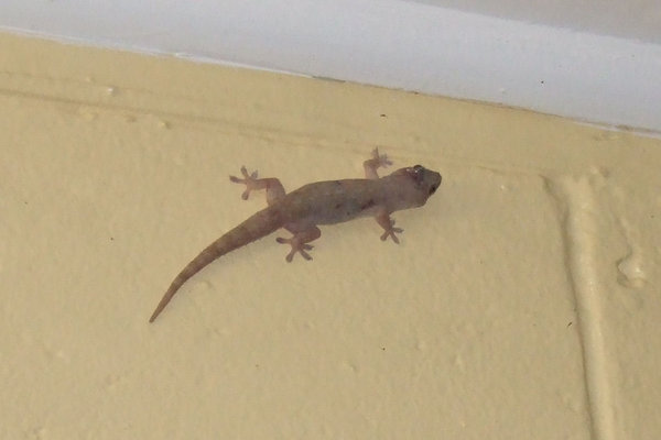 Gecko in the loos