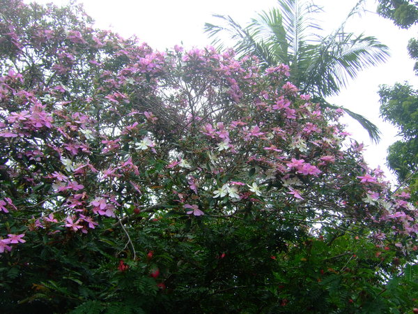 Is this a Frangipani tree? - the flowers were lovely