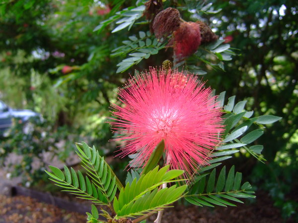 I think this is a type of Bottle Brush Tree