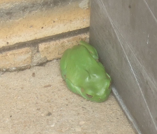 Sweet little green frog sheltering by the amenities block