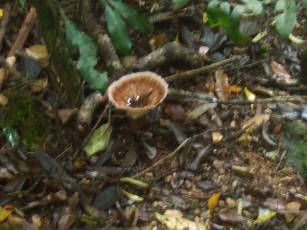Interesting rainforest fungi