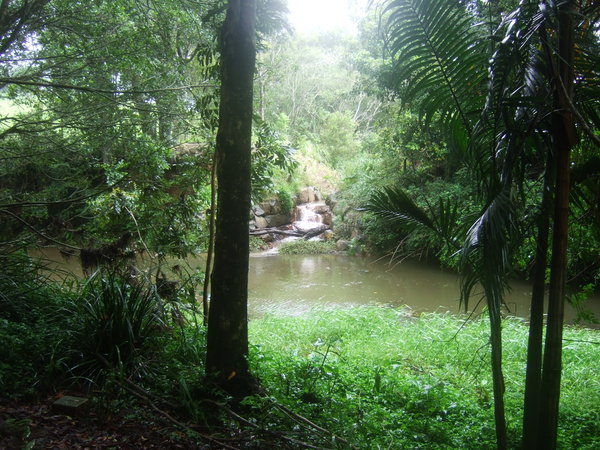 Along Obi Obi Creek in Maleny