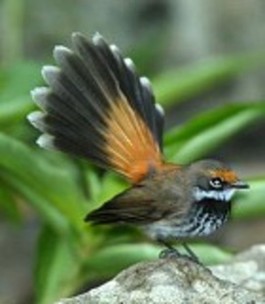 A Rufous Fantail (not my photo)