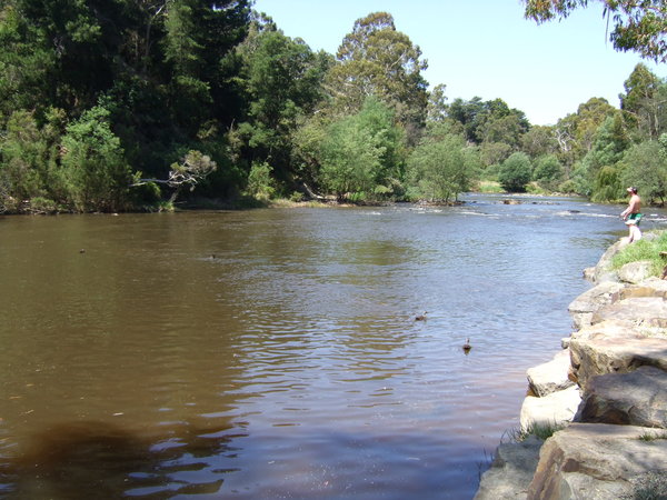 The river at Warrandyte looks full but not dangerously so