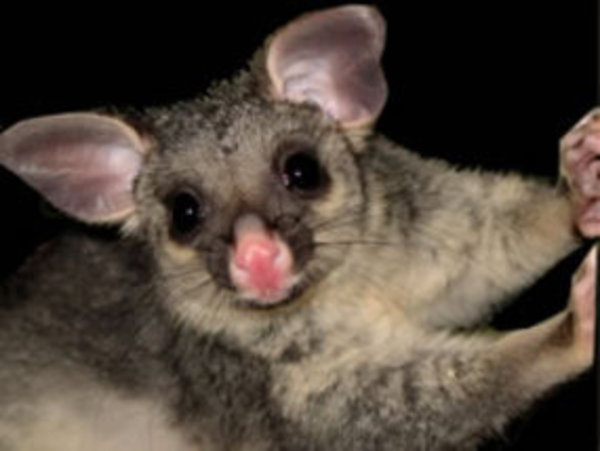 They may look sweet but possums are a bit of a nuisance
