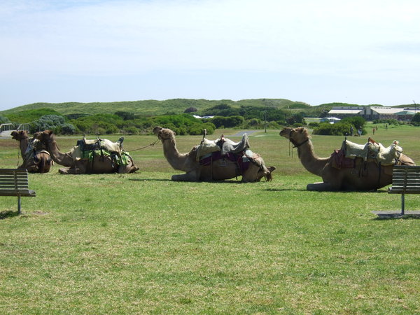 Camels waiting for me?