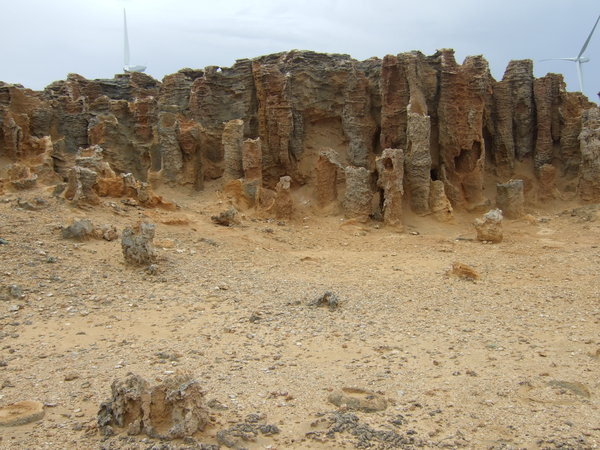 The 'Petrified Forest'
