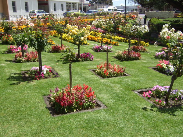Beautiful rose garden in the centre of Mount Gambier