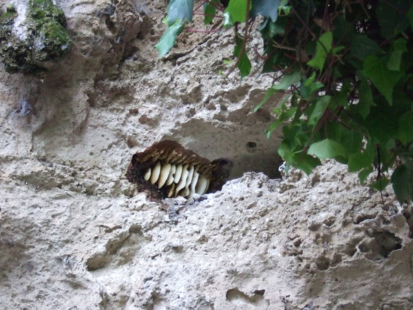 One of the bee nests