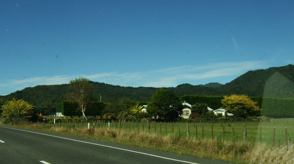Example of the high hedges grown to protect kiwi fruit vines