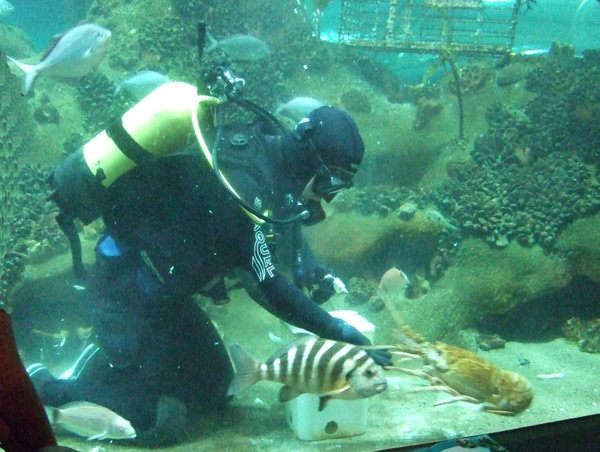 Feeding time in the aquarium