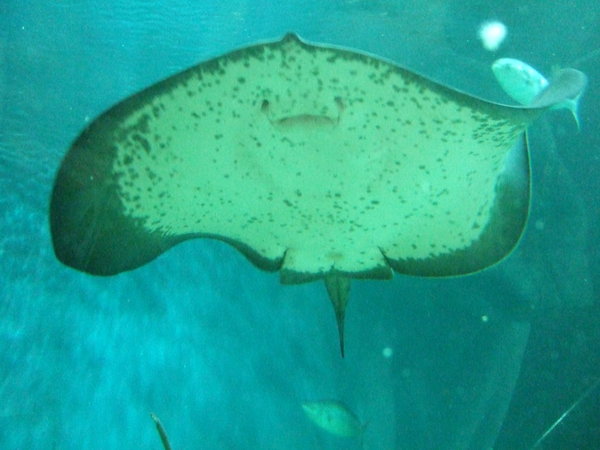 So graceful - a sting ray