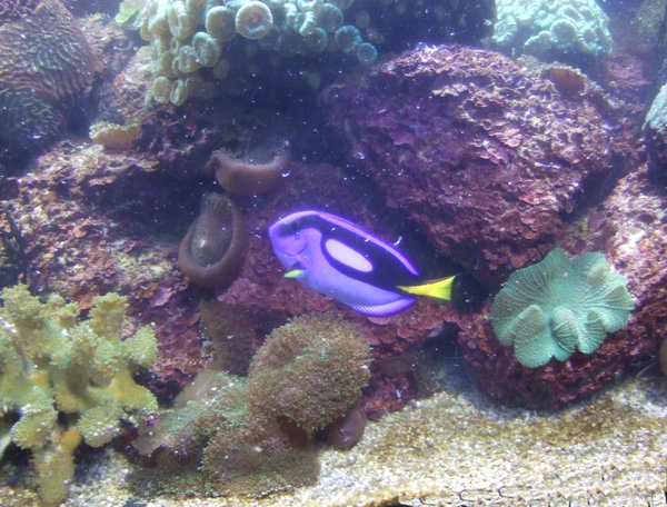 Beautiful little coral reef fish