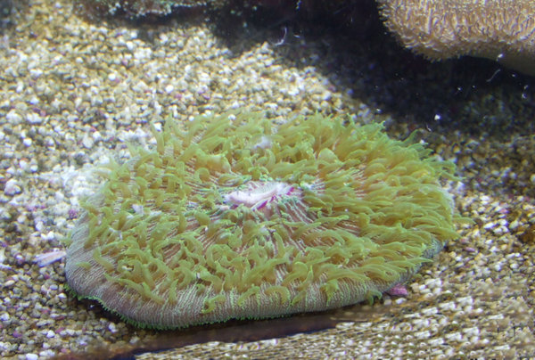 A sea anemone eating a bit of fish