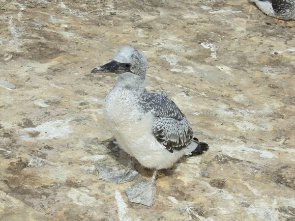 A young bird still with a tuft of baby fur on top