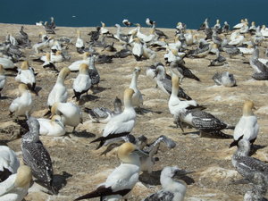 Life in a gannet colony