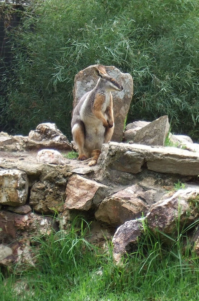 A yellow footed rock wallaby